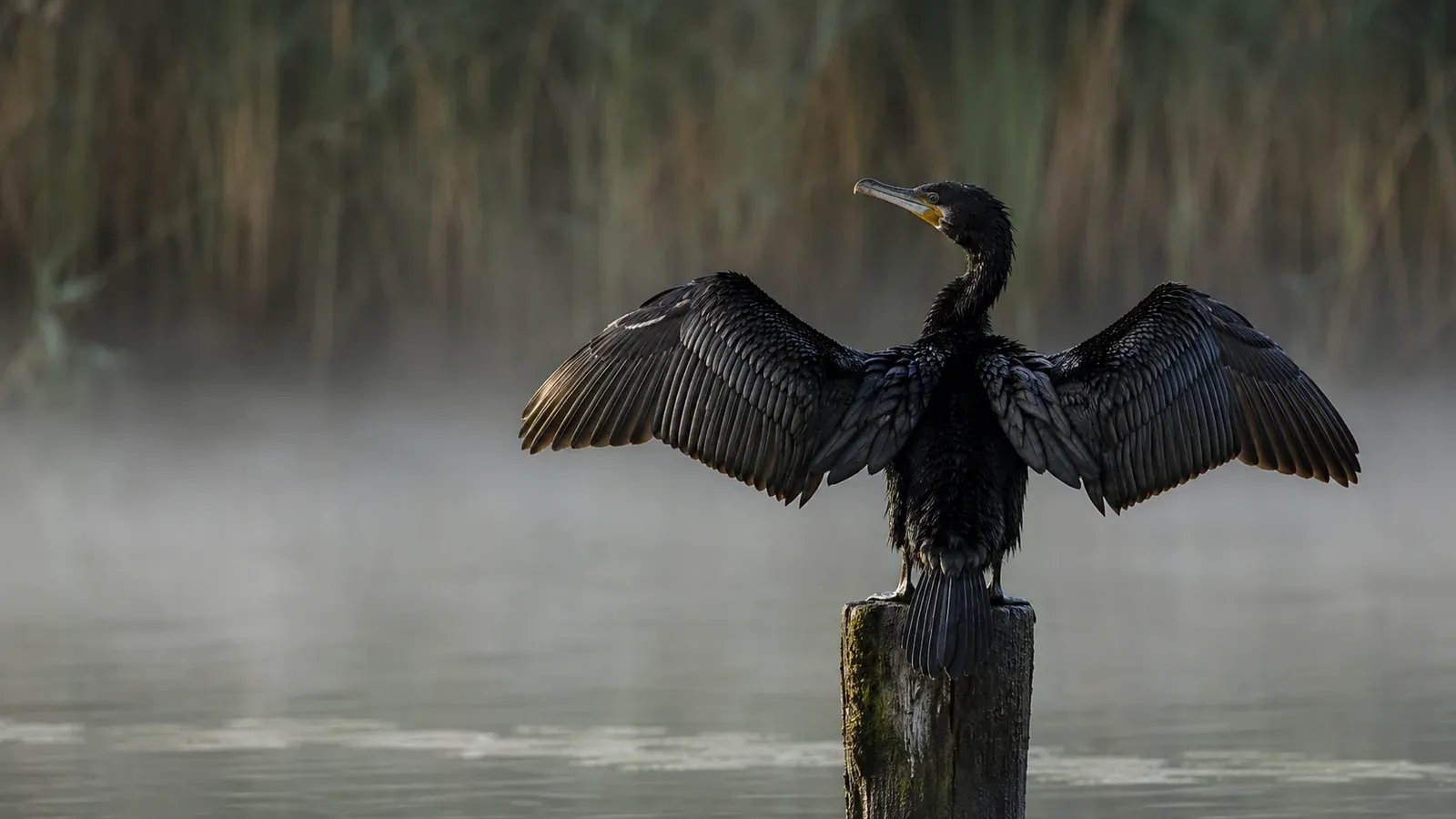 Czarny kormoran siedzący na drewnianym palu nad wodą z rozłożonymi do suszenia skrzydłami o poranku